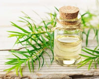 Olio di foglie di albero del tè